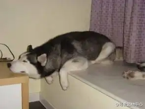 一直懒狗
