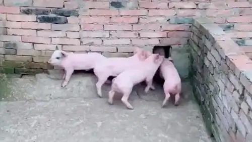 小猪仔们的搞笑操作,我看起来有那么可怕吗
