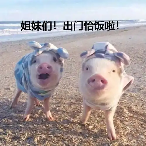 中南和猪有什么关系
