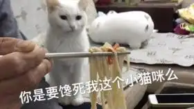 说我到底是不是你这辈子最爱的小猫咪
