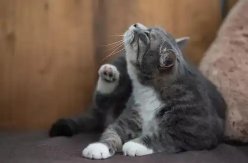 猫咪得了耳螨该怎么办
