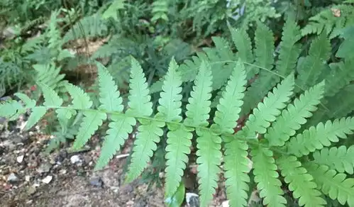 蹄盖蕨
