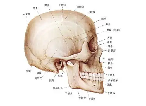 颅前窝颅中窝颅后窝的分界线是什么
