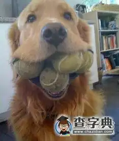 已无力吐槽搞笑图片
