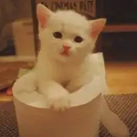 微信动物头像萌宠小猫微信头像图片大全

