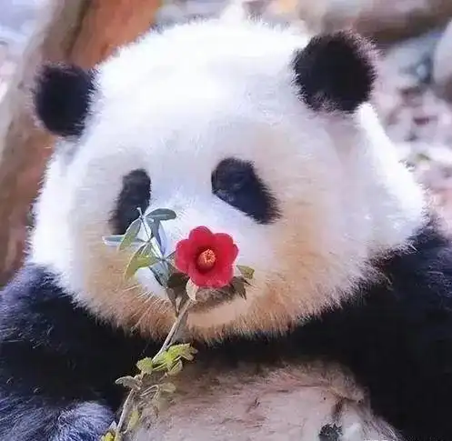 热闻边撸熊猫边上学全国首个大熊猫学院正式招生网友好可爱,想去

