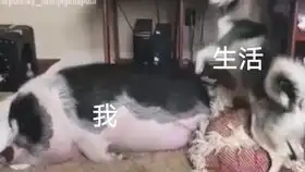 推手大赛搞笑片段合集十八楼的快乐你值得拥有
