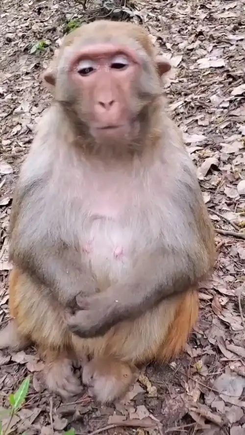 凤姐胖了搞笑搞笑配音猴子

