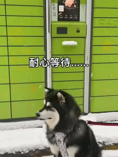 激萌动物家养宠物哈士奇阿拉斯加犬爆笑动物动物卖萌
