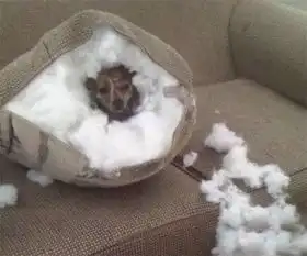 宠物训练中心上派多格训犬帮
