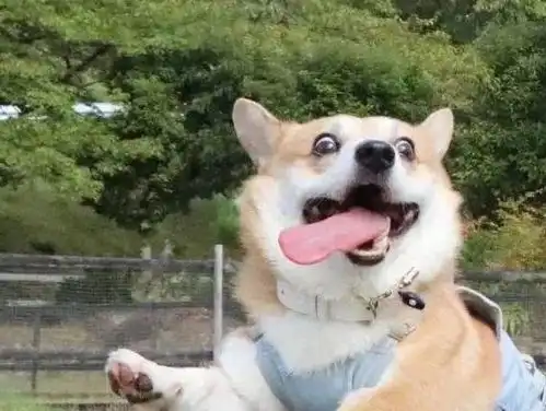 哪种狗最难养家里有养这5种狗的,劝你少动气