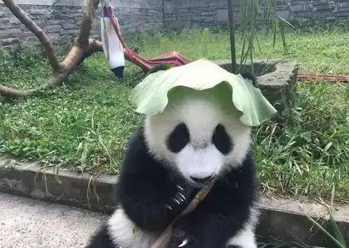 这是我见过最可爱的原谅帽了
