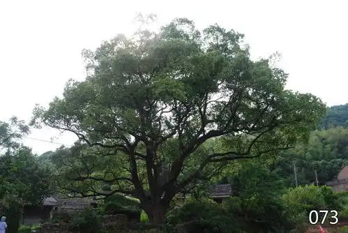 定海第二季古树名木认养活动开启,您对哪棵古树名木一见倾心缘由您定
