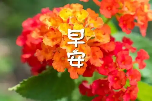 早安心语配带字的唯美早安图片
