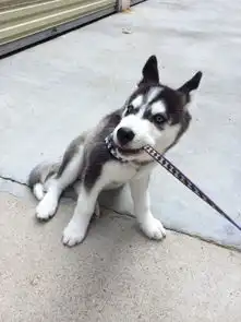 二哈,我就是不走,怎么样
