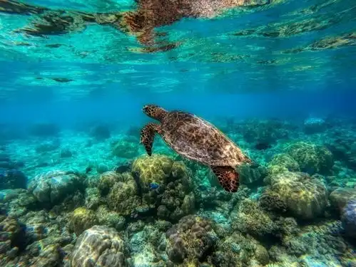 海龟海底动物图片素材
