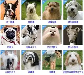最全狗狗智商排名,你家汪排第几
