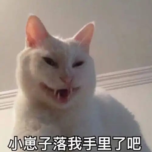 养猫容易买猫难,购买时这5句话不要讲,不然吃大亏
