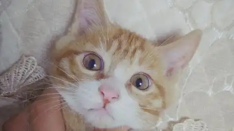 养橘猫的好处在哪里让铲屎官努力赚钱的同时还能享受生活
