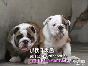 深圳英国斗牛犬哪里有深圳哪里有狗场深圳斗牛犬多少钱
