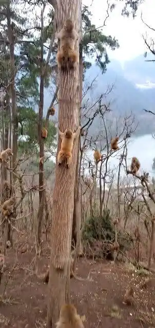 小猴子爬树真是够快的,果然是与生俱来的本领
