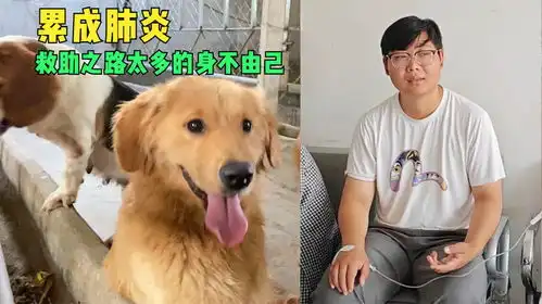 太难了阿峰为狗狗的生存奔波累成肺炎,救助之路太多的身不由己
