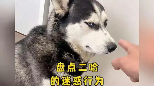 世界不能没有哈士奇哈士奇,可爱又搞笑
