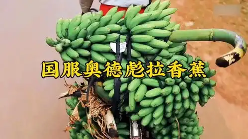 国服奥德彪拉香蕉
