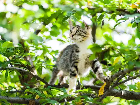 点击来源直接获取大图文件可爱好奇的小猫准备爬树跳跃摄影搞笑猫猫高清大图

