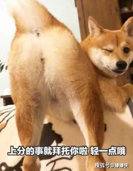 表情包上分的事就交给你了,拜托轻一点哦