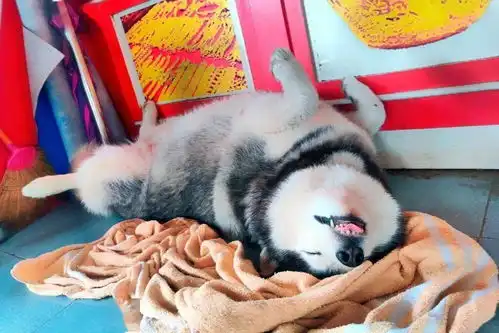 泰国金店被抢劫,看门的二哈怂到装死秒睡别搞我,我是无辜的......