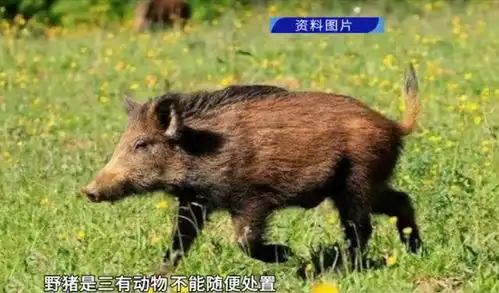 野猪频繁光顾组队搞破坏,村民苦不堪言啥都不敢种
