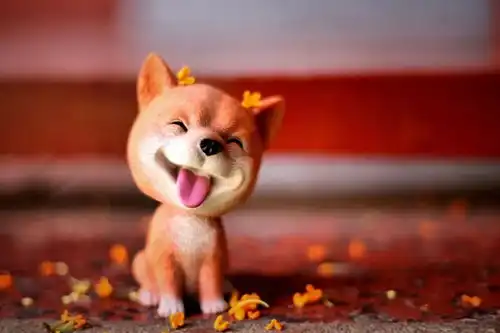 摄影携萌犬祝华东政法大学生日快乐
