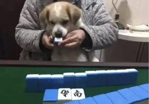 父母养大的狗子,不仅吃得饱穿得暖,还万千宠爱在一身
