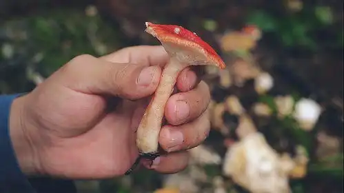 爆笑巫溪山上的蘑菇你可以乱捡,但不可以乱吃
