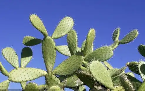这4种植物你家里养了吗只要养一样,再有钱也会越住越穷
