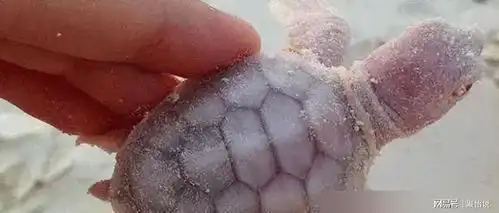 罕见的动物照片长着奶油色的海龟,毛发过于旺盛的毛毛虫
