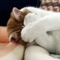 一只猪妖娆的侧躺着图片搞笑
