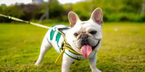 想养法国斗牛犬其实它有这6大缺点
