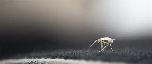 巴西蚊子基因改造计划搞砸了没能灭蚊,还出现了加强版超级蚊子