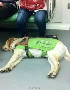 你若不离,我定不弃搜狐宠物搜狐网
