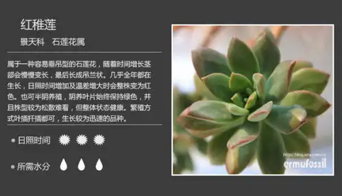 求植物大神指点迷津

