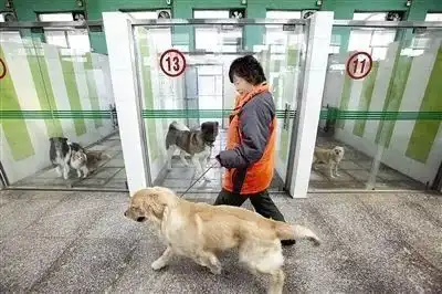 回家过年,最放心不下的还是我家傻狗
