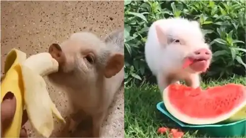 可爱搞笑的宠物猪猪集合长不到的萌宠pig太好玩了
