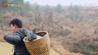 杜华儿子太搞笑了,背猪上热搜爆了吗
