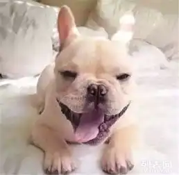 价钱都好说如果你真的爱狗想养条好狗斗牛犬待售
