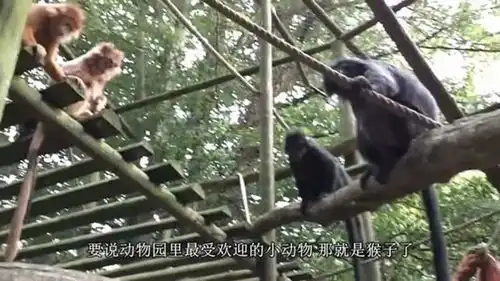 女子好心给猴子喂榴莲,下一秒猴子的反应太搞笑,网友一看笑岔气
