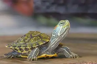 缺陷or优点细数这5种好看又好玩的小宠物

