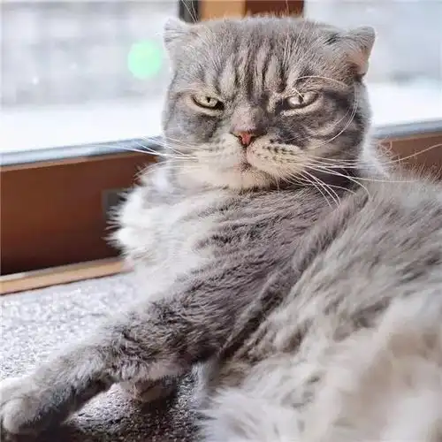 英短猫趣味头像