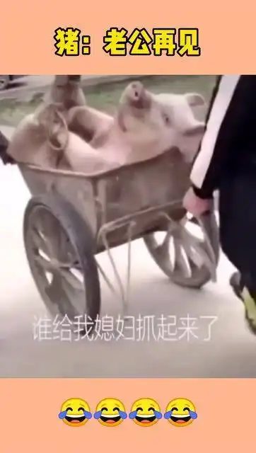 村里要杀猪了,小伙的一番话,太搞笑了
